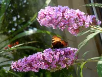Schmetterling033.webp