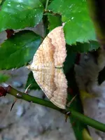 Schmetterling281.webp