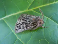 Schmetterling005.webp