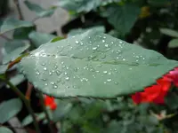 Tau019.webp