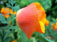 MohnTau048.webp