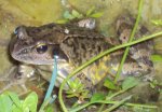 DSC02106 2011-09-02- grasfrosch ganz nah.JPG