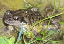 DSC02106 2011-09-02- grasfrosch ganz nah.webp