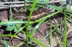 DSC02108 2011-09-02 - raupe.webp