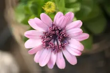 IMG_4710 (Klein).webp
