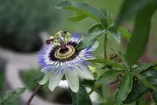 IMG_5077 (Klein).webp