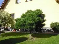 CIMG1526.webp