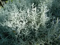 002.webp