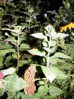 004.webp