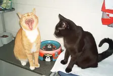 IM002232.webp