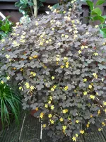 SAM_0446.webp