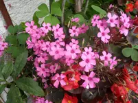SAM_0447.webp