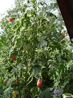 CIMG1317.webp