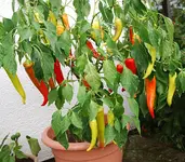 toskanische_paprika_sept.webp