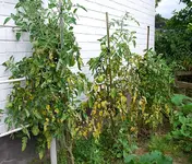 tomis_sept.webp