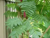 P1020225.webp