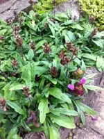 Foto 4a.webp