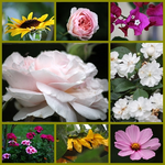 Blüten.webp
