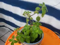 K800_DSCF4198.webp