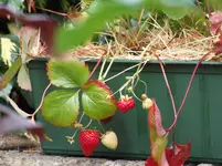 erdbeeren.webp