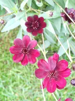 DSCF4257.jpg