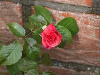 nasse rose.webp