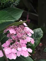 Hortensie1.webp