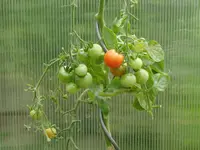 CIMG1664.webp