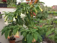 DSCF1130.webp