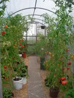 tomatenfest_b.webp tomatenfest_b.webp