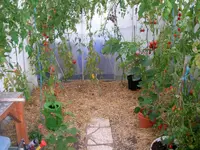 tomatenfest_c.webp tomatenfest_c.webp