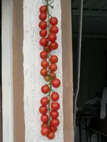 tomatenfest_d.webp tomatenfest_d.webp