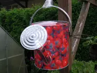 tomatenfest_f.webp tomatenfest_f.webp