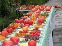 tomatenfest_g.webp tomatenfest_g.webp