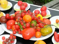 tomatenfest_h.webp tomatenfest_h.webp
