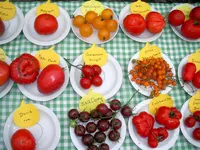 tomatenfest_j.webp tomatenfest_j.webp
