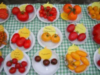 tomatenfest_k.webp tomatenfest_k.webp