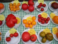 tomatenfest_l.webp tomatenfest_l.webp