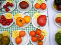 tomatenfest_m.webp tomatenfest_m.webp
