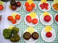 tomatenfest_n.webp tomatenfest_n.webp