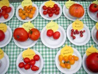 tomatenfest_o.webp tomatenfest_o.webp