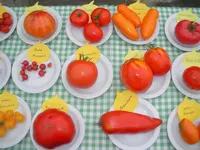 tomatenfest_p.webp tomatenfest_p.webp