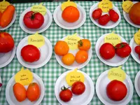 tomatenfest_q.webp tomatenfest_q.webp