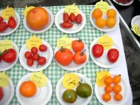 tomatenfest_r.webp tomatenfest_r.webp