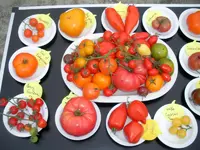 tomatenfest_s.webp tomatenfest_s.webp