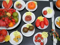 tomatenfest_t.webp tomatenfest_t.webp