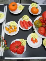 tomatenfest_u.webp tomatenfest_u.webp