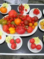 tomatenfest_v.webp tomatenfest_v.webp