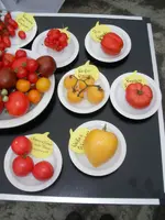 tomatenfest_w.webp tomatenfest_w.webp