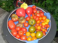 tomatenfest_x.webp tomatenfest_x.webp
